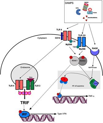 Trauma-Induced Damage-Associated Molecular Patterns-Mediated Remote Organ Injury and Immunosuppression in the Acutely Ill Patient